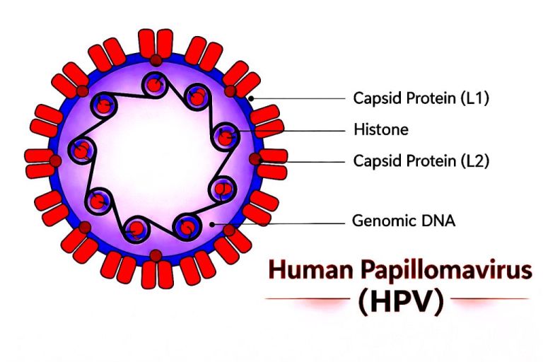 Human Papilloma Virus